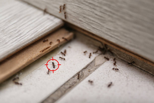 Best Spider Control Near Me  in Pardeeville, WI