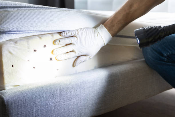 Best Ant Control Services  in Pardeeville, WI
