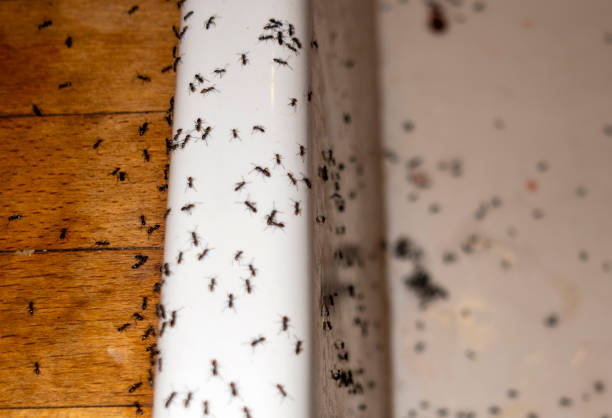 Best Affordable Pest Control Services  in Pardeeville, WI