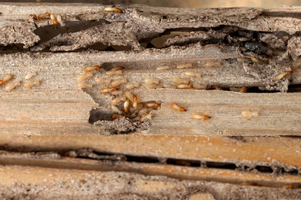 Trusted Pardeeville, WI Pest Control Experts